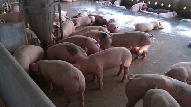Dự báo giá heo hơi ngày 22/9: Các địa phương tiếp tục giảm?