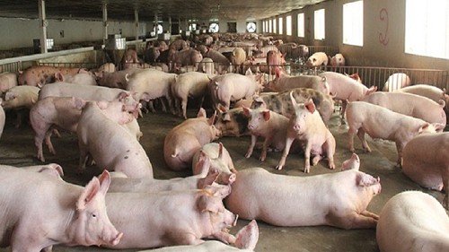 Giá heo hơi hôm nay 22/9:  Ổn định, cao nhất 58.000 đồng/kg