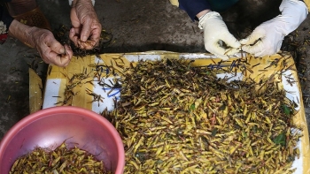 Châu chấu hoá món đặc sản, tiểu thương bán 400.000 đồng/kg, chyên gia cảnh báo điều này