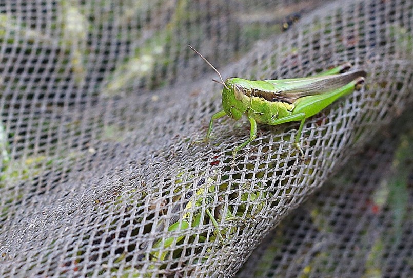 Châu chấu lâu nay luôn được coi là loài côn trùng phá hoại mùa màng Châu chấu lâu nay luôn được coi là loài côn trùng phá hoại mùa màng
