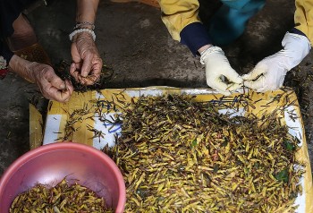 Châu chấu hoá món đặc sản, tiểu thương bán 400.000 đồng/kg, chyên gia cảnh báo điều này