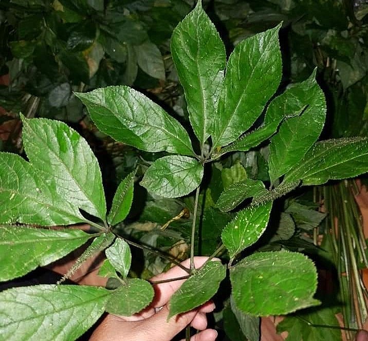 Lá sâm Ngọc Linh được bán tại vườn 10 triệu đồng/kg. Ảnh Nguyễn Thương