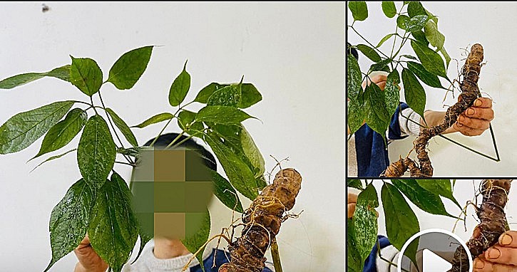 chợ mạng chỉ bán 500 nghìn đồng/kg