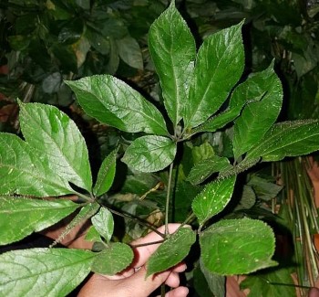 Lá sâm Ngọc Linh được bán tại vườn 10 triệu đồng/kg, sao chợ mạng chỉ bán 500 nghìn đồng?