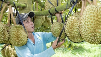 Nhiều nông dân Khánh Hoà trở thành tỷ phú nhờ trồng sầu riêng