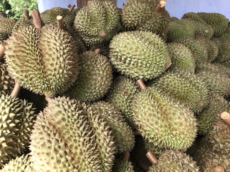 Nông dân Khánh Hoà xây nhà, mua xe nhờ trồng sầu riêng