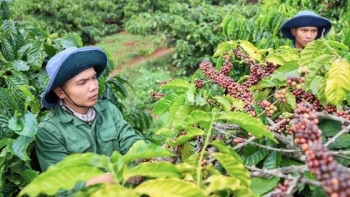 EU tăng nhập khẩu cà phê từ Việt Nam