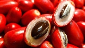 Trái thần kỳ biến chua thành ngọt, mang nhiều giá trị quý cho sức khoẻ