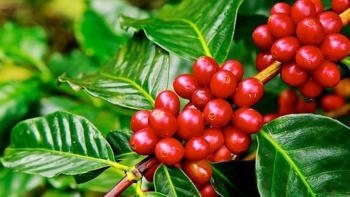 Giá nông sản hôm nay 23/9: Cà phê tiếp tục giảm 200 đồng/kg, giá tiêu vẫn ổn định ở mức 72.500 đồng/kg