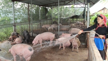 Giá heo hơi hôm nay 23/9: Giảm rải rác ở ba miền