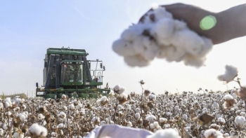 Việt Nam đã nhập khẩu 880.664 tấn bông các loại trong 8 tháng