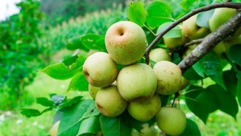 Ngọt mát lê Tai Nung