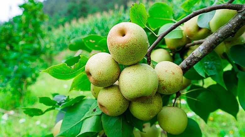 Lê Tai Nung, còn được biết đến với tên gọi lê VH6