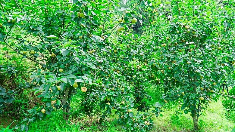 Trên địa bàn xã Nậm Pung hiện có hơn 163 ha cây lê với 60 ha cho thu hoạch