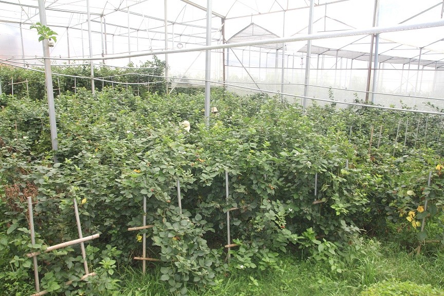 Trang trại phúc bồn tử của ông Hà được trồng và chăm sóc theo phương pháp hữu cơ