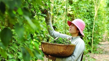 Dự báo xuất khẩu hồ tiêu năm 2023 sẽ tăng từ 3% đến 5% về lượng