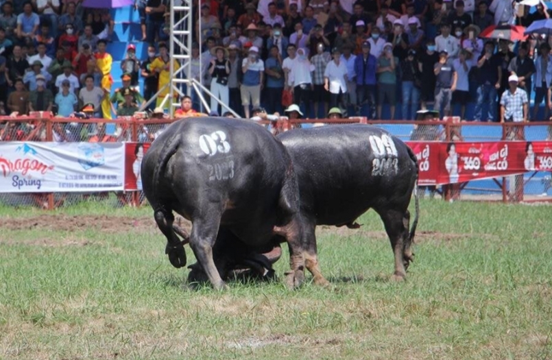 Trâu số 09 và 03 đã đấu chung kết