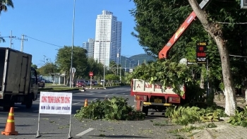 Đà Nẵng cắt tỉa cây xanh để phòng chống mưa bão