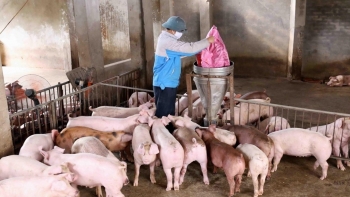 Giá heo hơi hôm nay 24/9: Thị trường vẫn tiếp tục giảm trong tuần sau?