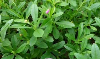 Cây sâm đất – loại thảo dược ''quý như vàng'' nhiều người chưa biết