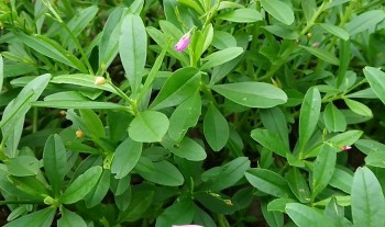 Cây sâm đất – loại thảo dược 