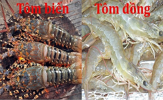 Tôm đồng và tôm biển loại nào tốt hơn: Chuyên gia giải đáp và phân tích chi tiết Tôm đồng và tôm biển loại nào tốt hơn: Chuyên gia giải đáp và phân tích chi tiết