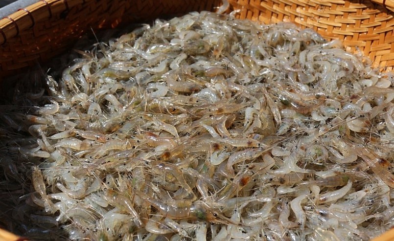 Tôm đồng và tôm biển loại nào tốt hơn: Chuyên gia giải đáp và phân tích chi tiết Tôm đồng và tôm biển loại nào tốt hơn: Chuyên gia giải đáp và phân tích chi tiết