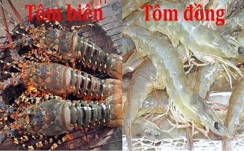 Tôm đồng và tôm biển loại nào giàu dinh dưỡng hơn: Chuyên gia giải đáp và phân tích chi tiết