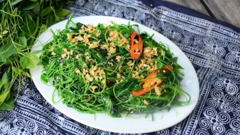 Rau bò khai, vị thuốc quý tốt cho sức khỏe