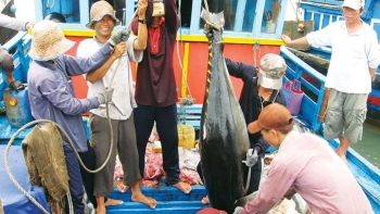 Xuất khẩu cá ngừ sang Chile tiếp tục tăng mạnh