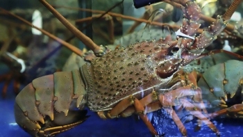 Cua lông bán gần 1 triệu đồng/kg, tôm hùm Đông Úc giá ''cực chát'' vẫn đắt hàng