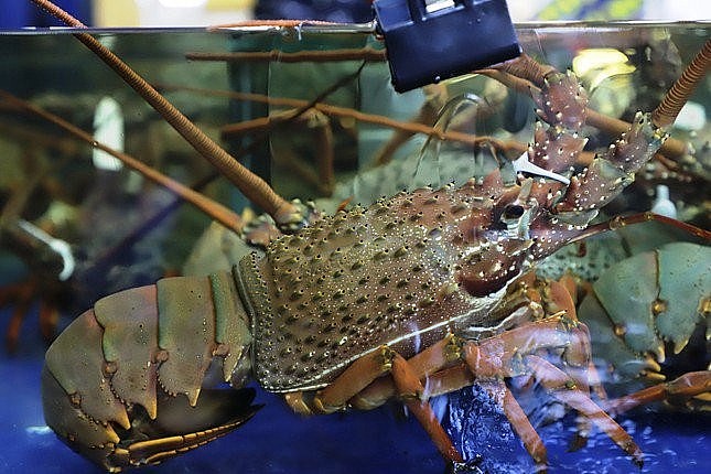 Tôm hùm Đông Úc tươi sống lần đầu nhập khẩu chính ngạch về Việt Nam