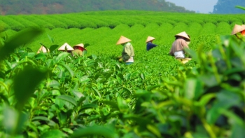 Xuất khẩu chè giảm mạnh cả về lượng và trị giá