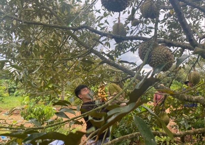 Nghề nào cũng có cái khó của nó nhưng nghề gõ, hái sầu riêng còn khó hơn nhiều