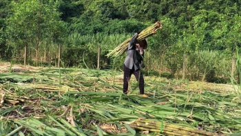 Giá đường tăng cao kỷ lục giúp giá mía cán mốc 1,3 triệu đồng/ tấn