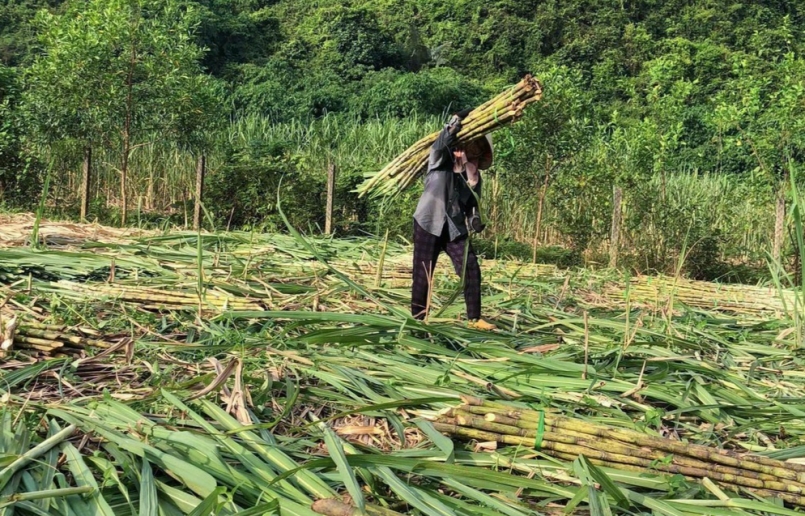 giá mía đạt mốc 1,3 triệu đồng/ tấn