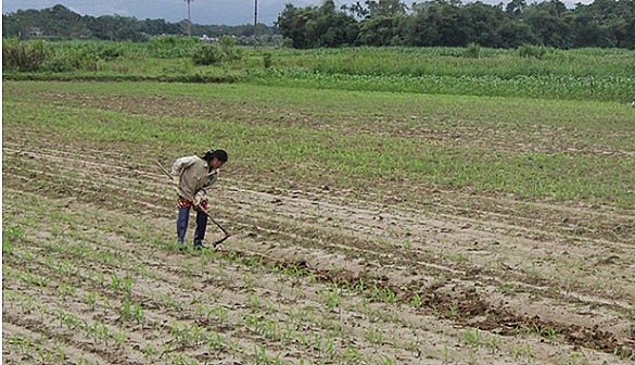 vụ Đông Xuân đang bắt đầu nên nhu cầu dùng phân bón đầu vụ tăng 