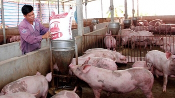 Giá heo hơi hôm nay 27/9: Tiếp tục giảm nhẹ 1.000 đồng/kg trên cả ba miền