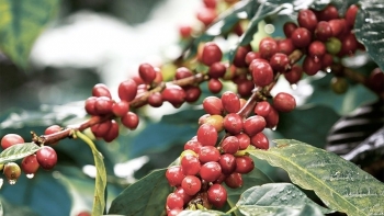 Giá nông sản ngày 27/9: Cà phê tăng cao nhất 300 đồng/kg, hồ tiêu tiếp tục giảm