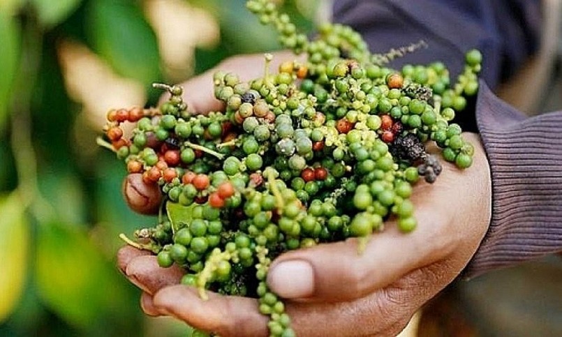 Giá hồ tiêu tiếp tục giảm Giá hồ tiêu tiếp tục giảm