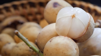 Văn phòng SPS Việt Nam thông tin về 10kg quả bòn bon bị cảnh báo tại Iceland