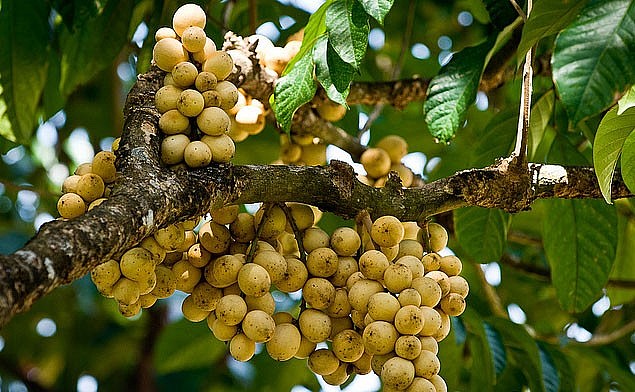 Ở Việt Nam, Bòn Bon được trồng chủ yếu ở các tỉnh ĐBSCL 