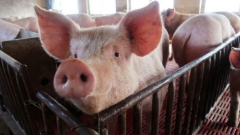 Giá heo hơi hôm nay 28/9: Giảm nhẹ trên cả ba miền, cao nhất 58.000 đồng/kg