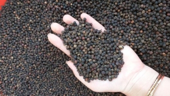 Giá nông sản hôm nay ngày 28/9: Cà phê giảm 200 đồng/kg, hồ tiêu tiếp tục đi xuống