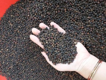 Giá nông sản hôm nay ngày 28/9: Cà phê giảm 200 đồng/kg, hồ tiêu tiếp tục đi xuống