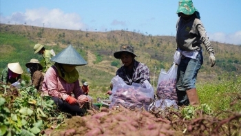 Giá khoai lang tăng gấp đôi, người trồng khoai lãi đậm
