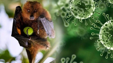 Virus Nipah bùng phát ở Ấn Độ, Việt Nam tăng cường giám sát người từ vùng dịch