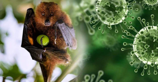 Virus Nipah bùng phát ở Ấn Độ, Việt Nam tăng cường giám sát người từ vùng dịch