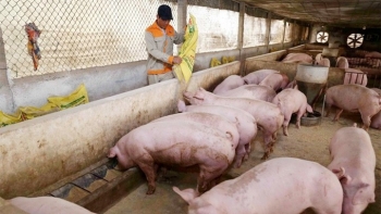 Giá heo hơi hôm nay 29/9: Tiếp tục giảm 1.000 - 2.000 đồng/kg trên cả ba miền