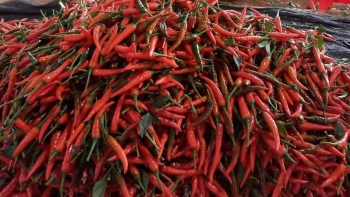 Loại quả gia vị bán giá rẻ ở chợ Việt, đem xuất khẩu thu về hơn 15,7 triệu USD trong 8 tháng